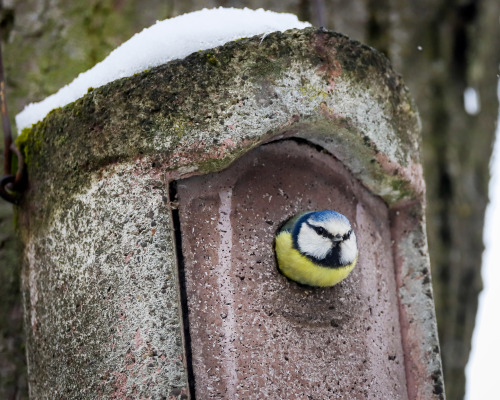 longingforrotkehlchen: I might have posted this already.Blaumeise (blue tit) an der Hasenbergsteige,