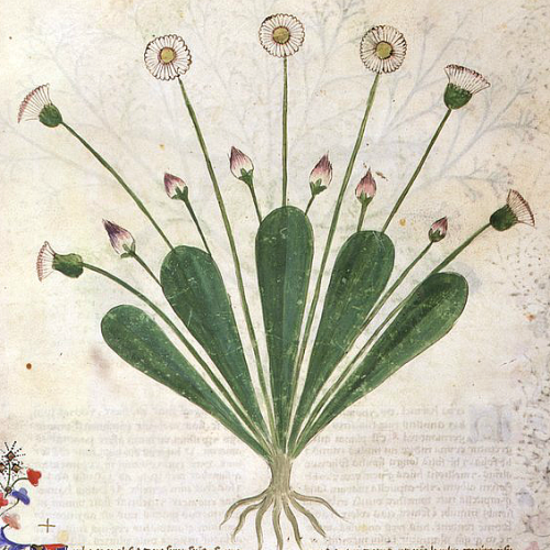 mamamovement:wike-wabbits:From Historia Plantarum@mutamur