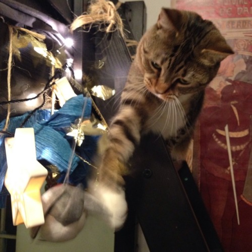 fox-teeth: I put up our Hanukkah decorations tonight and Matzo and Latke are THRILLED@mostlycatsmost