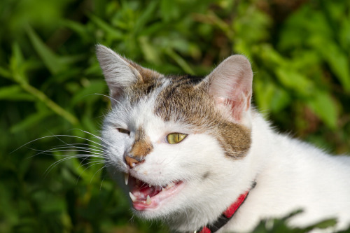 mostlycatsmostly:Yeah ! (by François Dorothé)