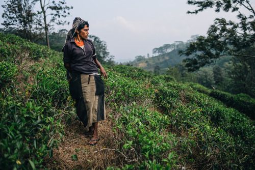 The billion-dollar tea industry employs nearly 5% of Sri Lanka&rsquo;s population. For &ldquo;Within