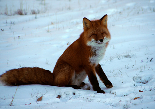 happyfox