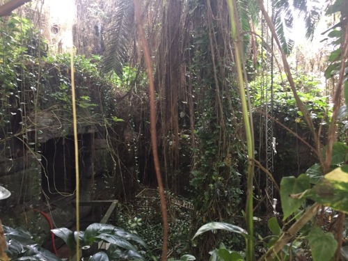 agent-fluff:greetings from the rainforest