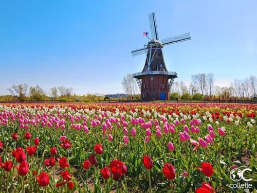 RT @USTOA: Be dazzled by fields of vibrantly-colored tulips at the Holland Michigan Tulip Time Festi