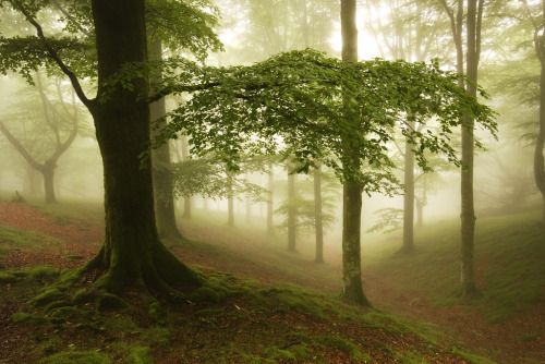 woodendreams: (by oskarzapi)