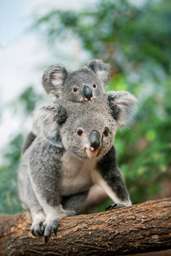 theanimaleffect:  Koala Mother Carrying Joey