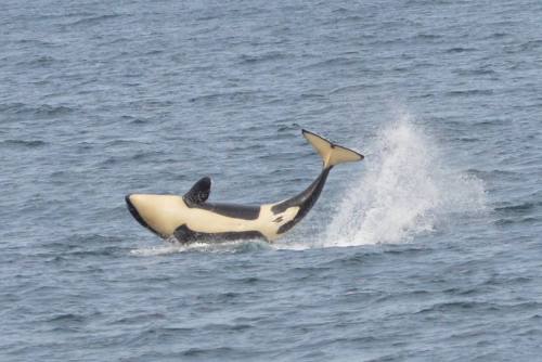 Calf breach off the Rausu coast 06.28.2015Image via 観光船はまなす (Sightseeing Tour Hamanasu) 