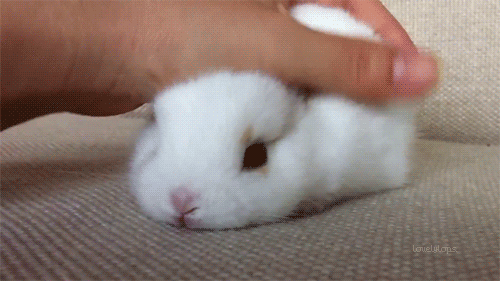 babygirlssweetsurrender:  Pet the bunny. :-D