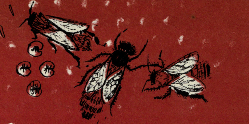 nemfrog:Honeybees on red background. The first book of bugs. 1949.Internet Archive