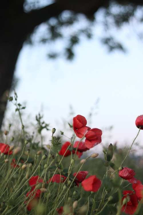 field of wild poppy 