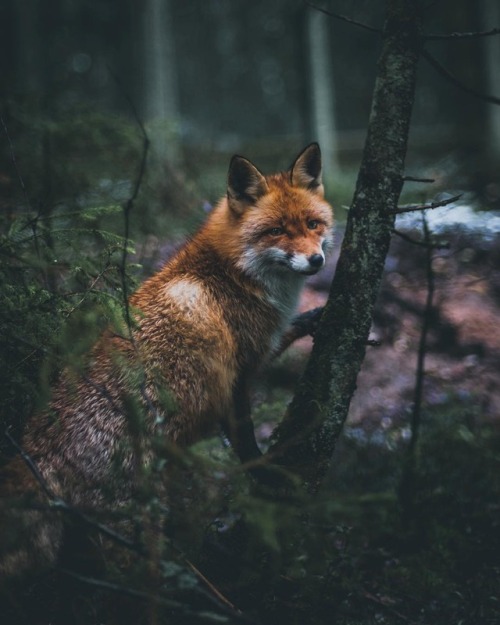 everythingfox:Cunning: Jānis Zilvers