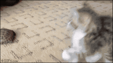 pleatedjeans:  15 Animals Battling Harmless Things (15 GIFs)