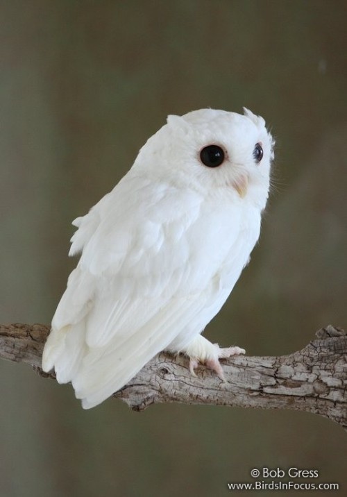 fairy-wren:Screech Owl(photo by Bob Gress)