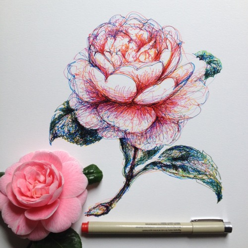 noelbadgespugh: rose &amp; camellia scribbles
