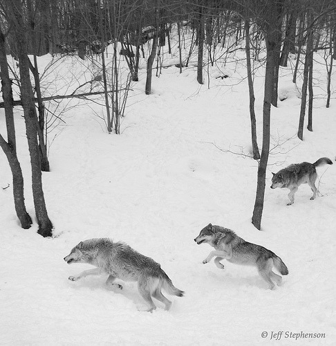 wolfsheart-blog:Winter Wolves by Jeff Stephenson
