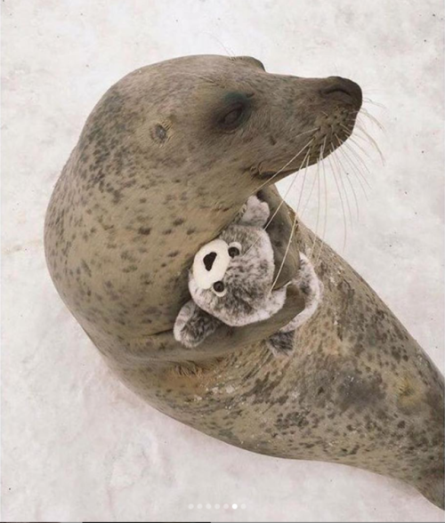 babyanimalgifs:Real seal and beanie seal