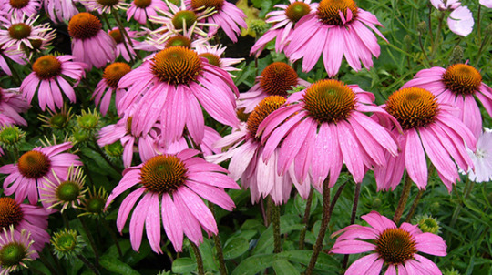 Medicinal shrub and tree species include echinacea