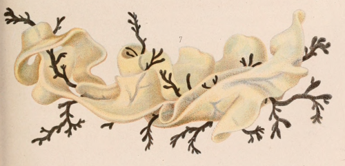 Mollusc Without A Shell. Le Monde De La Mer. 1866. 
