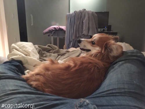 Wksi presents a Corgi’s Guide to the Most Interesting Sleeping Positions & Locations Posit