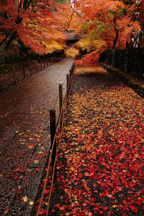 orchidaaorchid:Fall in Kyoto … Japanimagine walking this path daily….its magnificent …