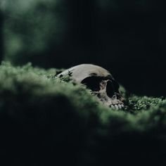 WIP Aesthetic Tag! What Lurks In The Hollow