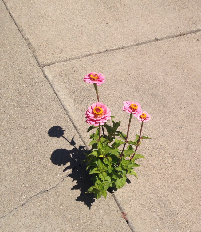 leafcutie:  determined lil flowers growing through my neighbor’s driveway ✿