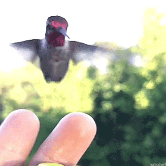 sgerbird:  thenatsdorf: Hummingbird stops to say hello. (via sidshembekar)  ♡Love life