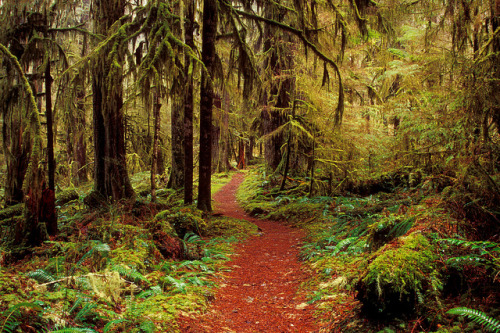 Baker Lake Trail Mt Baker-Snoqualmie National Forest Washington by Randall J Hodges Photography on F