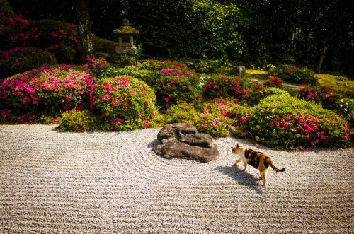 m4rkh0ppusss:inhabitant #3 (Konpuku-ji temple, Kyoto) by MarserVia Flickr: