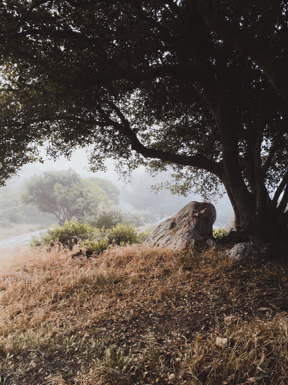 rononie: Sunrise / Idyllwild, ca