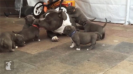 sizvideos:Watch these little puppies swarming big brother 