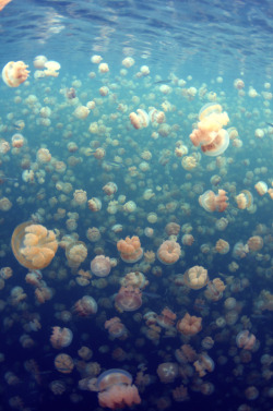 plasmatics-life:  Enigmatic Jellyfish |  by 500px / Ben Reed / Photos 