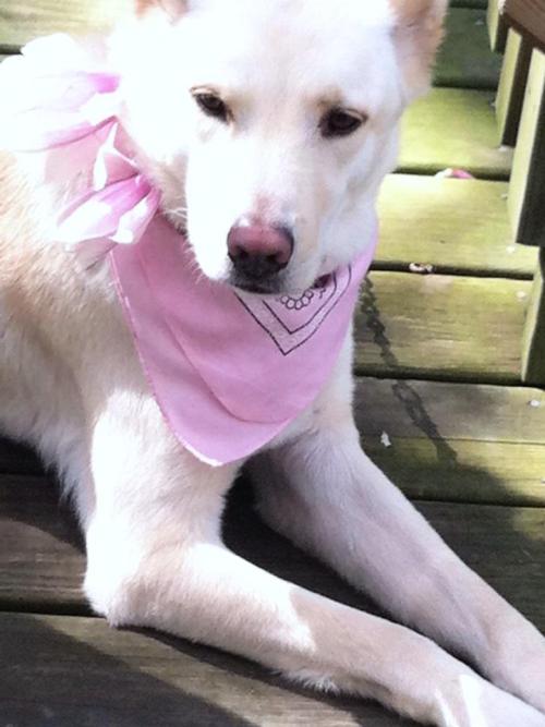 lusnka: Spring has sprung. My jindo puppy enjoying the spring air, and magnolias that have blossomed