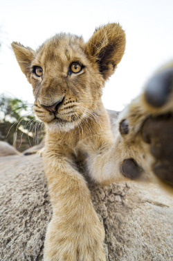 magicalnaturetour:   	Cheeky wide angle cub