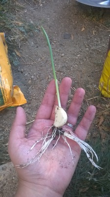 My garlic is really doing well 😊 it&rsquo;s really easy to grow on your windowsill