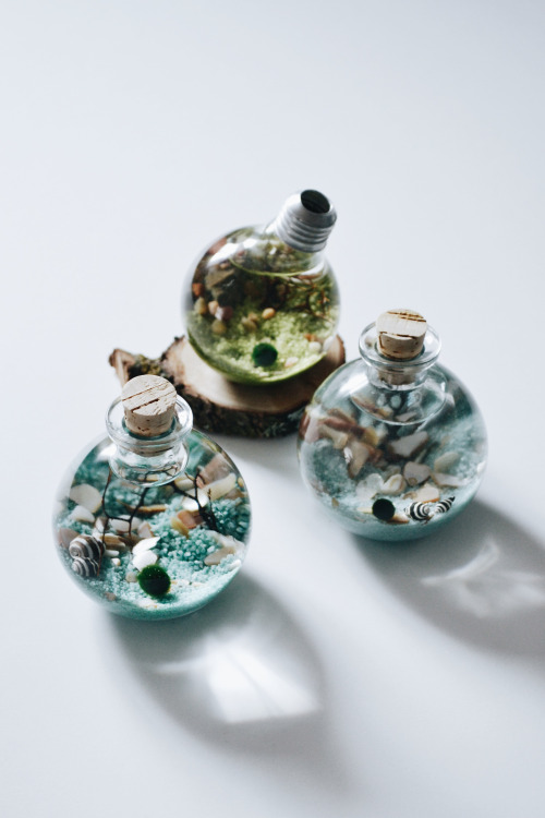 urbankoi: Japanese Marimo terrariums.