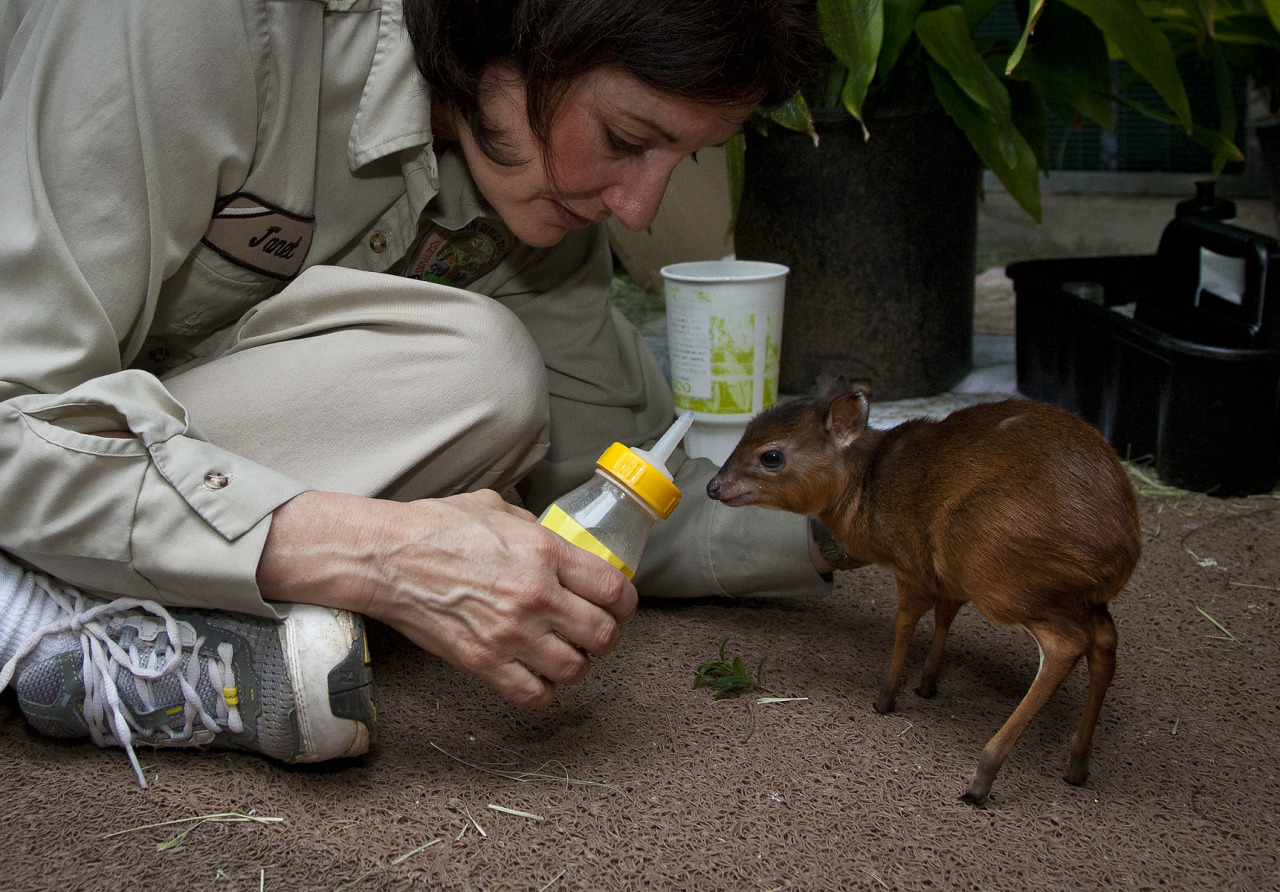 sdzoo:  Throwing it back to February 2011 when we hand raised a royal antelope (the