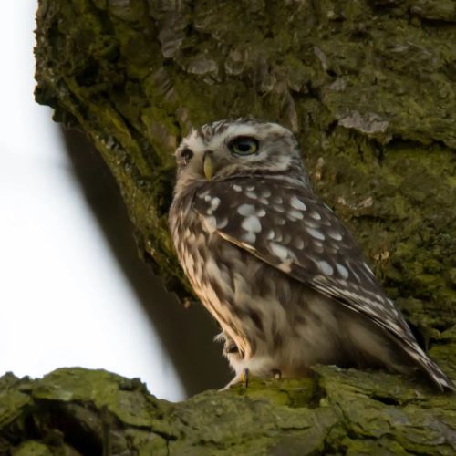 A gorgeous Little Owl at @bradgate_park_trust  I was talking about the birds I was watching with som