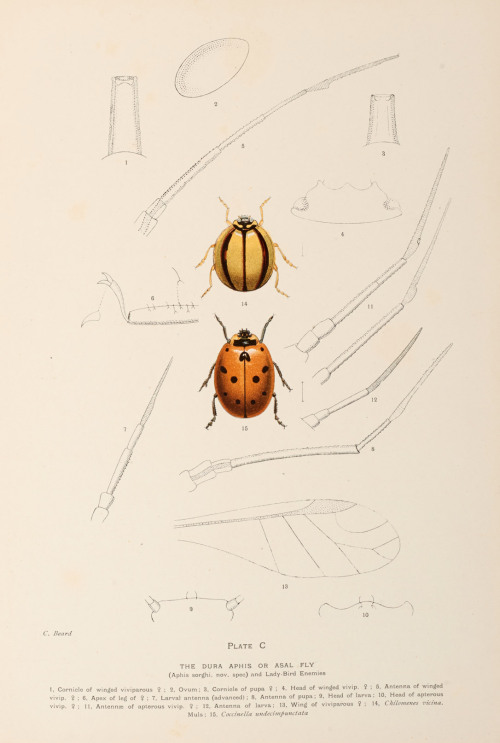 The Dura Aphis, or Asal FlyIllustration from a report on malaria in Sudan, printed by Henry Wellcome