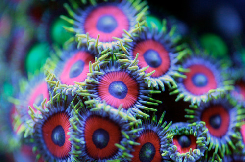 staceythinx:  Vibrantly colorful underwater macro photography by Felix Salazar 