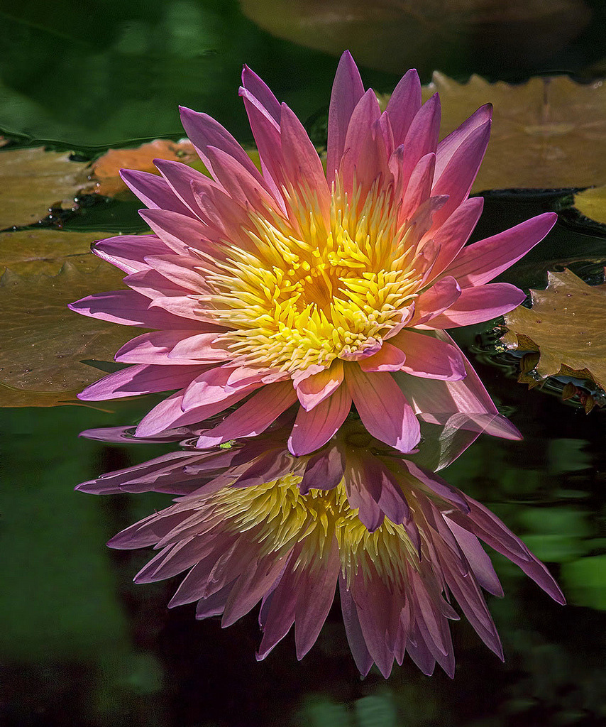 beauty-rendezvous:  Water Lily Nymphaea “Pink Sensation” (by pedro lastra) 