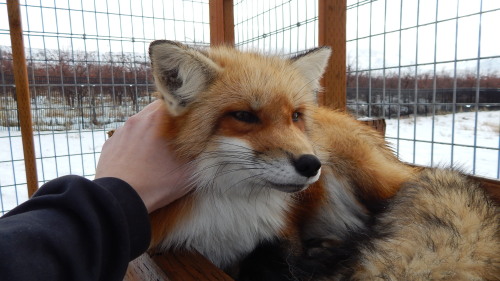 Nothing beats being able to play with a gentle fox, one that gets happy from seeing visitors, people