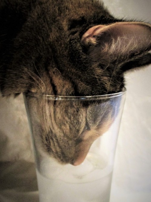 violetcatt:So Near And Yet So Far…Every cat with every glass of water that ever was.