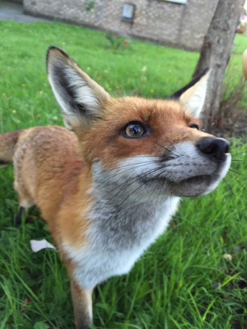 cute-overload:This little foxy lady comes up to me every morning to be fed dog treatscute-ove