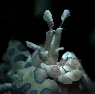 A harlequin shrimp, an off-white shrimp with blue spots, moving its limbs but sitting still