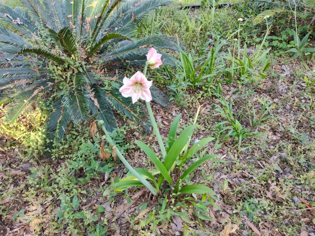 Spring or Summer so long as it rains fairly regularly we will have flowers here in North Florida