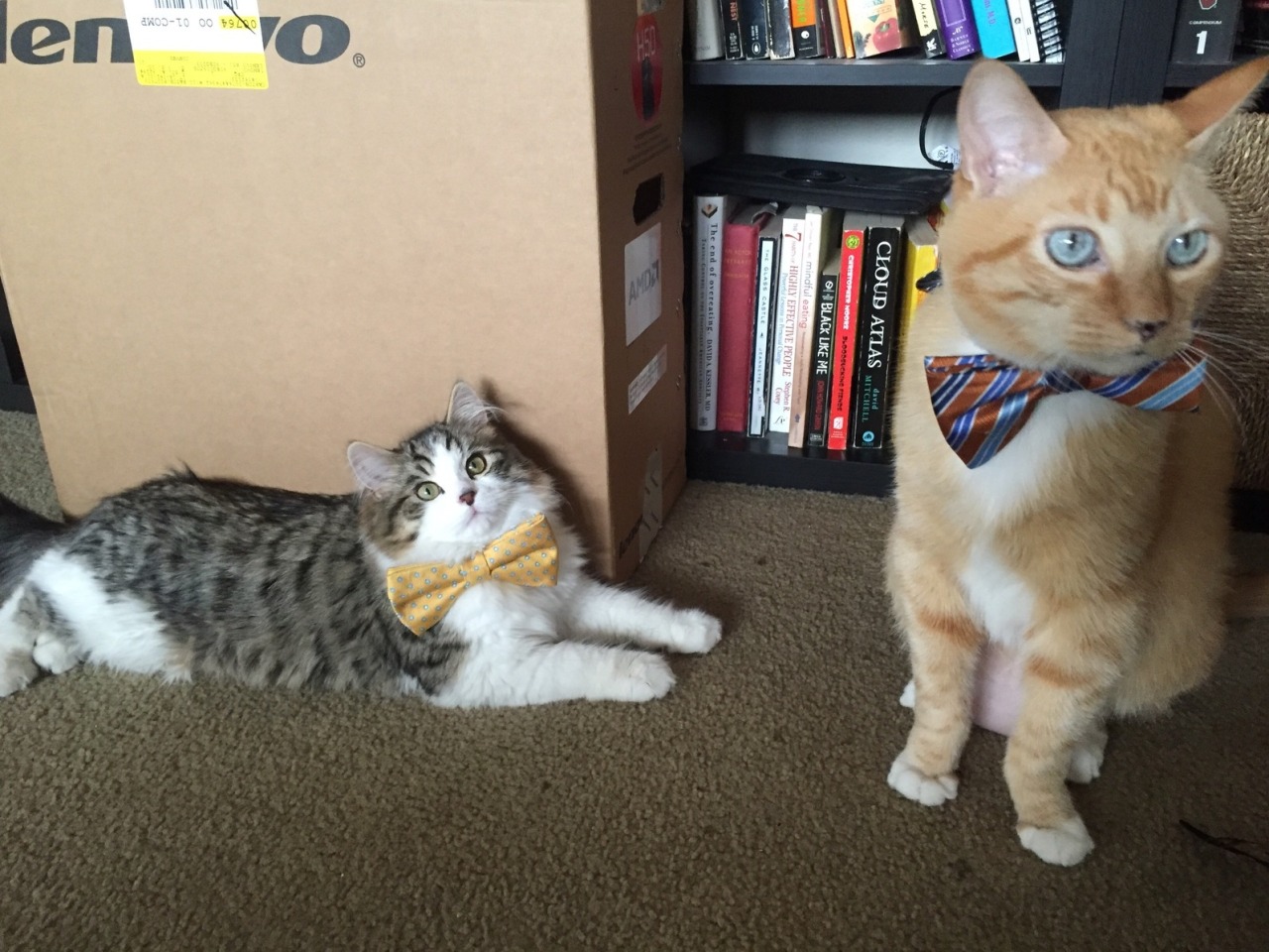 awwww-cute:  My Fiance is at home putting bow ties on our cats. (Source: http://ift.tt/1RX1JmP)