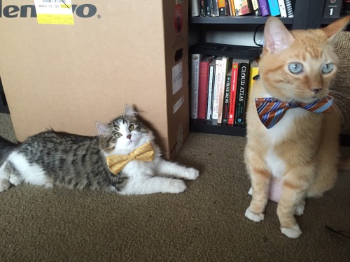 awwww-cute:  My Fiance is at home putting bow ties on our cats. (Source: http://ift.tt/1RX1JmP)