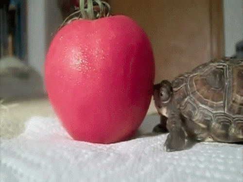 Porn sillygif:  Baby Turtle vs. Tomato - http://bit.ly/1watmbb photos