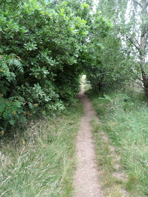 vwcampervan-aldridge:Path through an arch of trees, Druids Heath, Aldridge, EnglandAll Original Phot